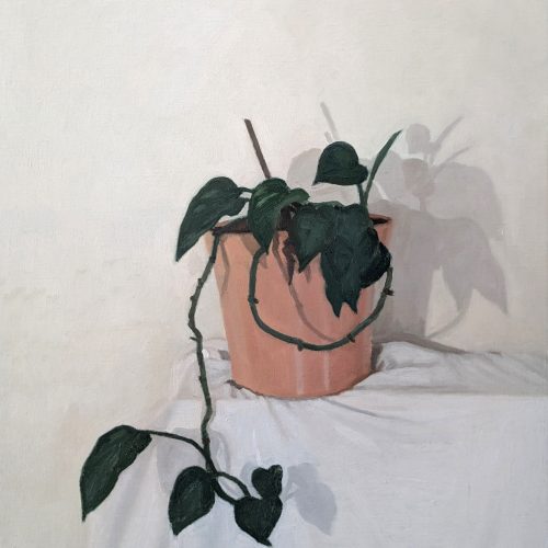 Maxime-Biou-plante-verte-drap-blanc-Boulogne-61x50-huile-sur-toile-2025