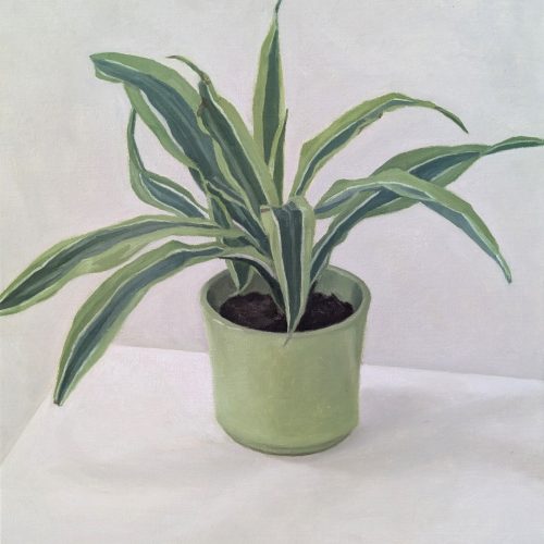 Maxime-Biou-petite-plante-verte-pot-vert-55x46-huile-sur-toile-2025