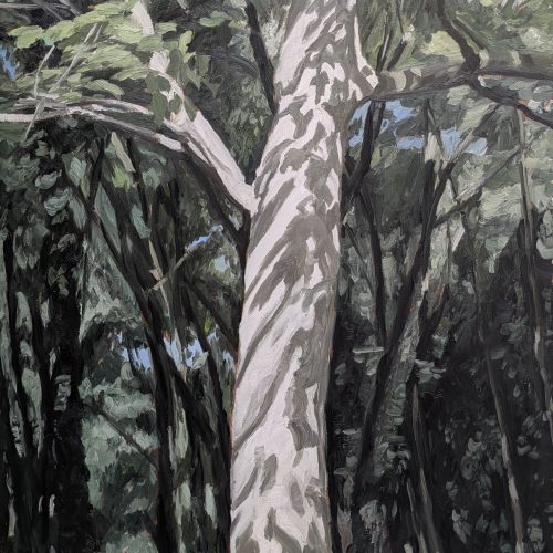 Maxime-Biou-Arbre-ombres-et-lumieres-bois-de-Vincennes-140x105-huile-sur-toile-2026-3