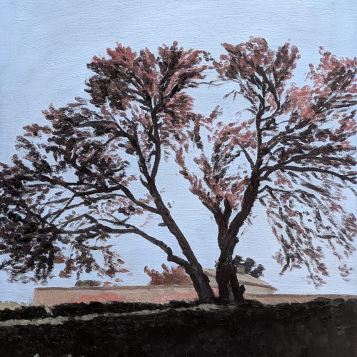 Maxime-Biou-arbre-rose-toulouse-61x50-huile-sur-toile-2026-2