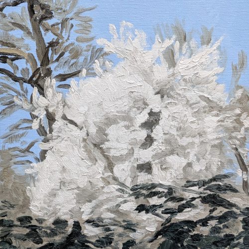 Maxime-Biou-prunus-en-fleurs-41x33-huile-sur-toile-2026-2